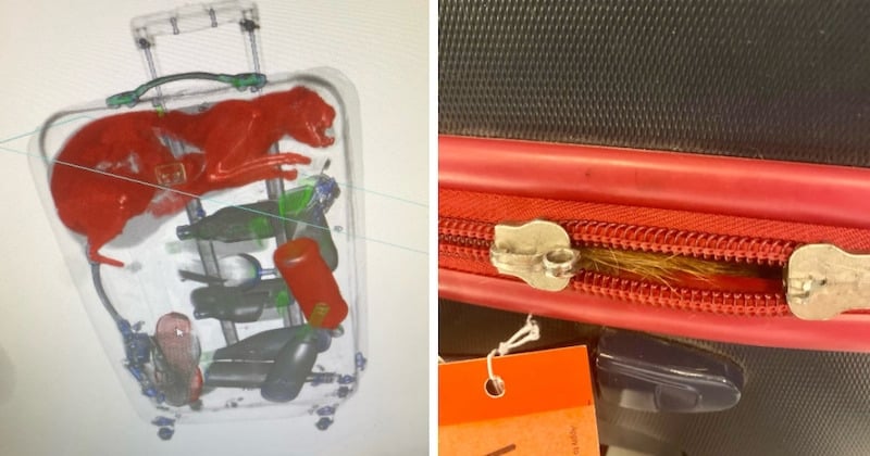 a JKF airport agent discovers a healthy cat in a… suitcase!