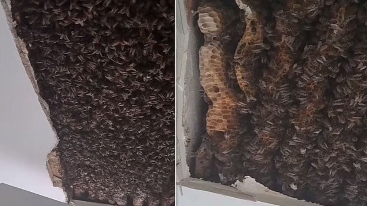 Un grand-père découvre 180 000 abeilles dans le faux plafond de sa maison