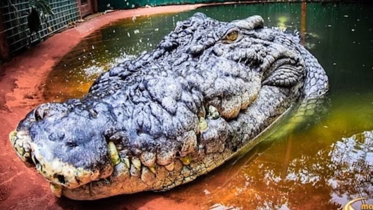 Cassius, le plus grand crocodile au monde vivant en captivité 