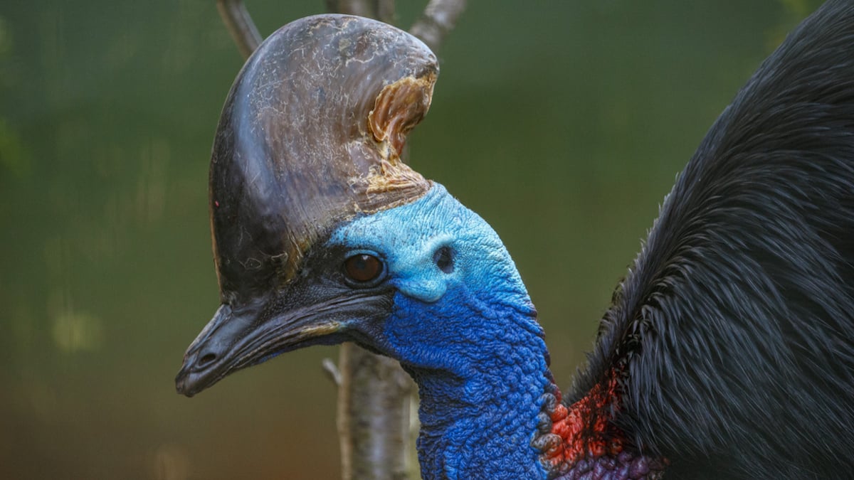 En Australie, l'oiseau le plus dangereux du monde risque de disparaître 