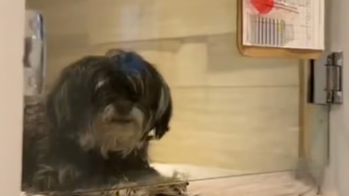 Abandonné après le décès de son maître, ce chien souffrant d'une tumeur espère trouver un nouveau foyer 