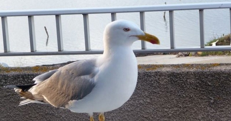 Un retraité anglais tue un goéland qui lui vole ses frites et écope d'une amende de 874€ 