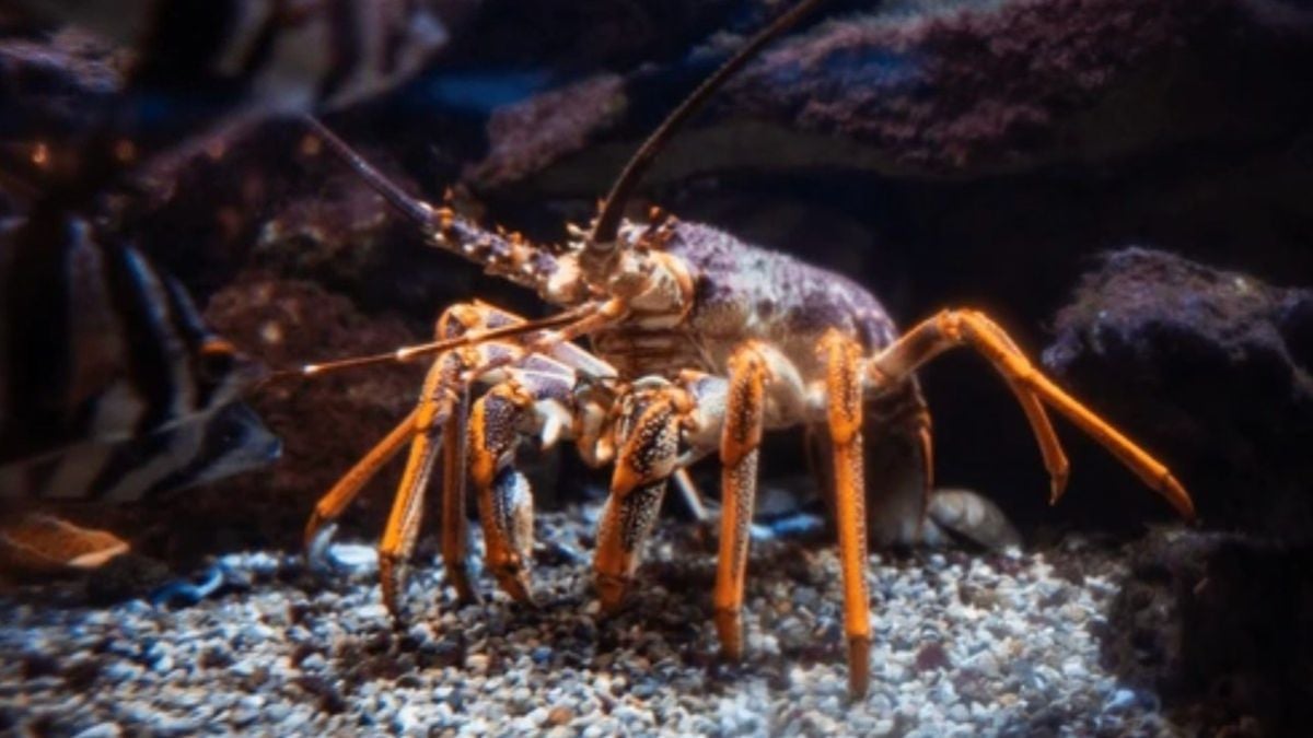 Un pêcheur capture un rarissime homard d'or, il avait une chance sur 30 millions de l'attraper 