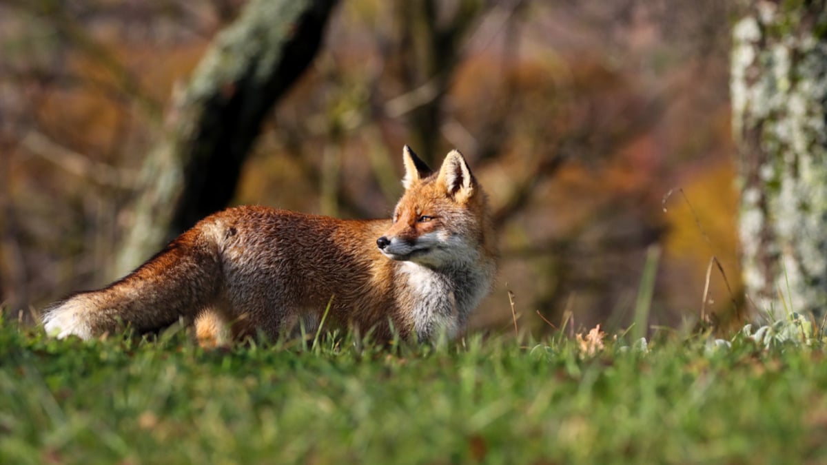 Gros plan sur un renard roux 