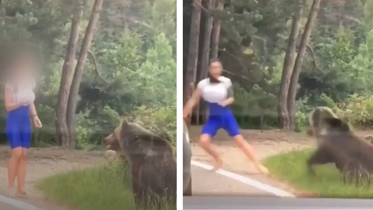 Une femme tente de prendre un selfie avec un ours... il se jette sur elle 
