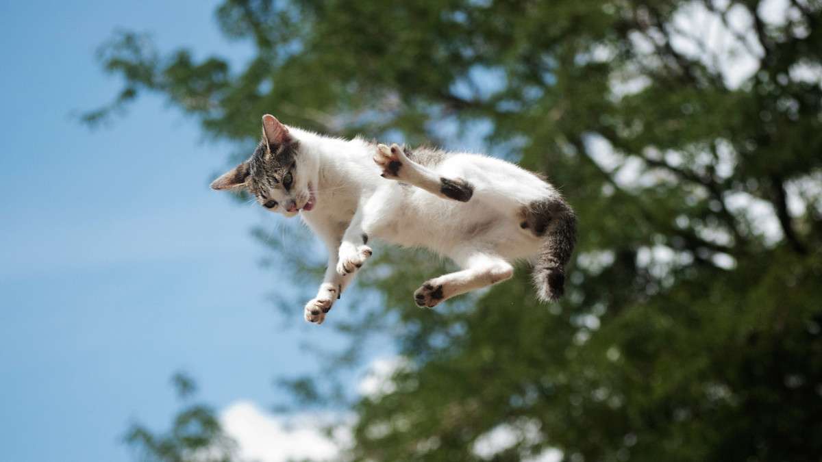 Un chat qui saute dans les airs 