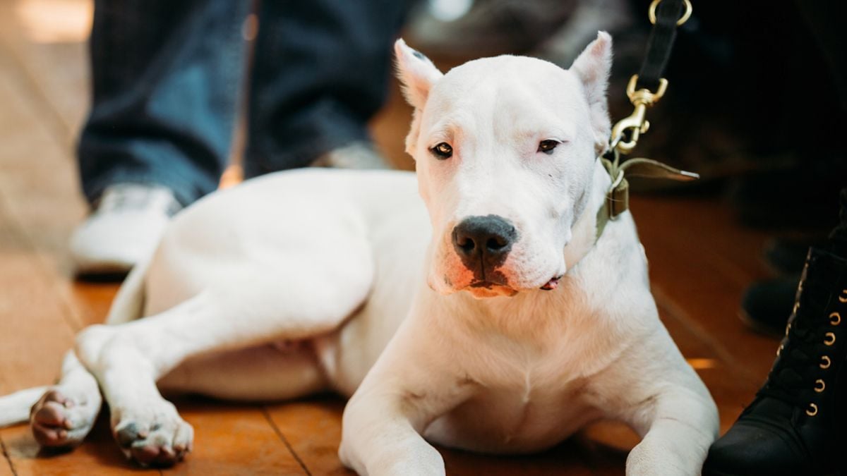 « Le supplice a duré 20 minutes » : un couple condamné pour avoir poignardé et décapité son chien à la tronçonneuse