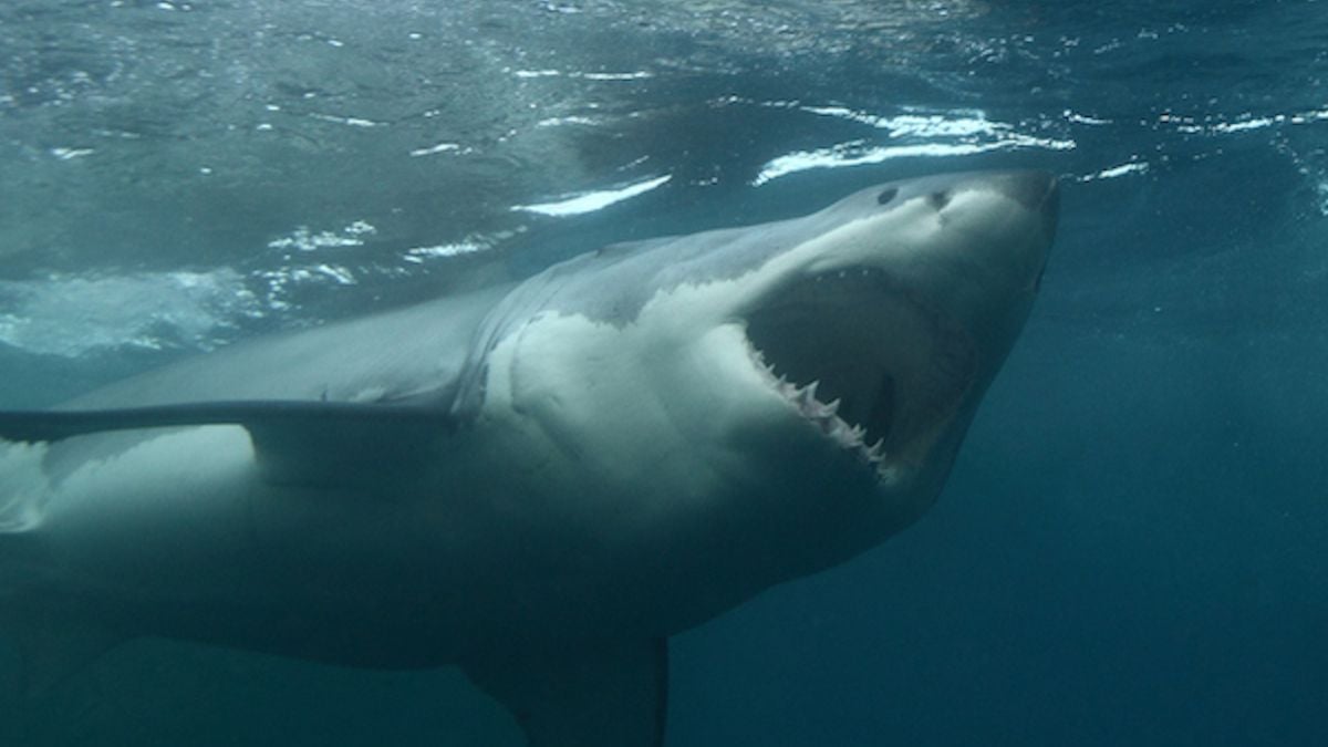 Australie : une ado de 17 ans meurt après avoir été mordue par un requin à 100 mètres de la plage 