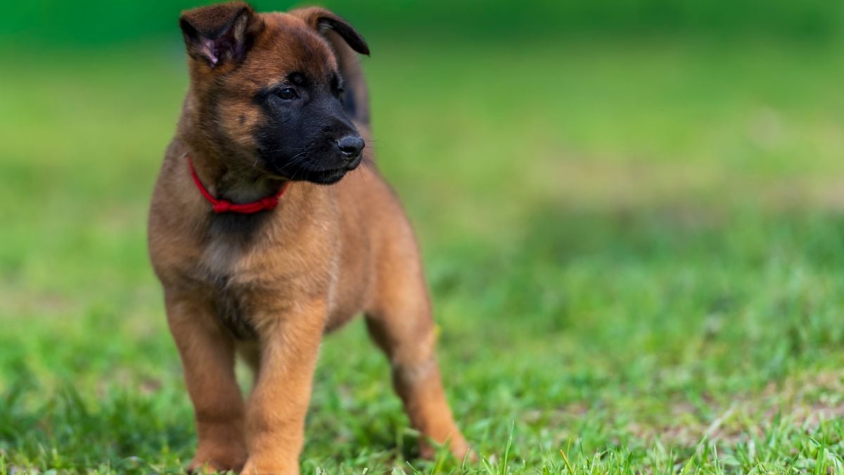 Un chiot de race malinois