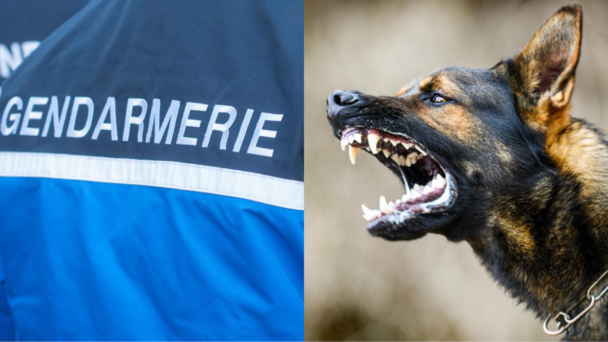 Un gendarme français et un chien agressif