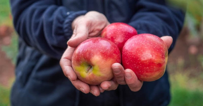 La pomme Pink Lady® : made in France et engagée