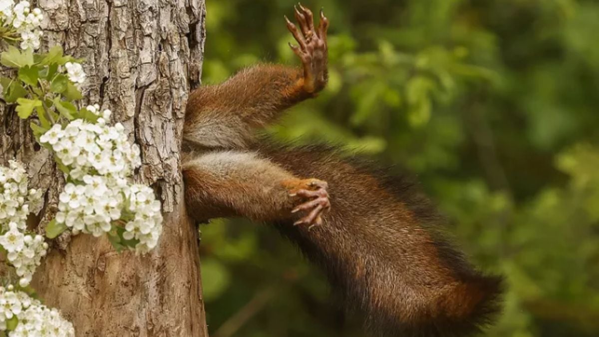 Voici la photo d'animaux la plus drôle de l'année, récompensée lors d'un prestigieux concours