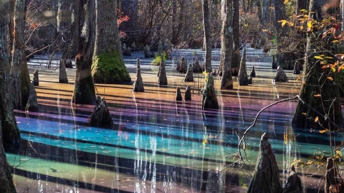 L'eau de ce marais s'est parée des couleurs de l'arc-en-ciel, un phénomène naturel extrêmement rare 