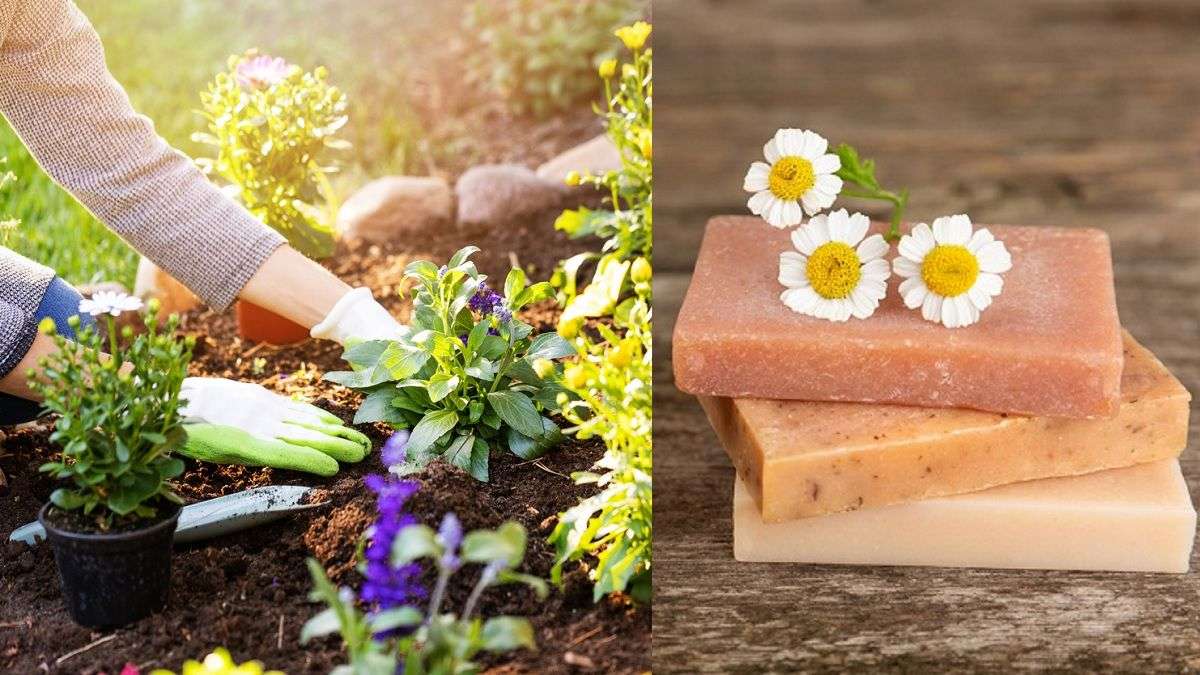 montage d'une femme plantant ses fleurs d'un côté et d'une pile de savons solides de l'autre