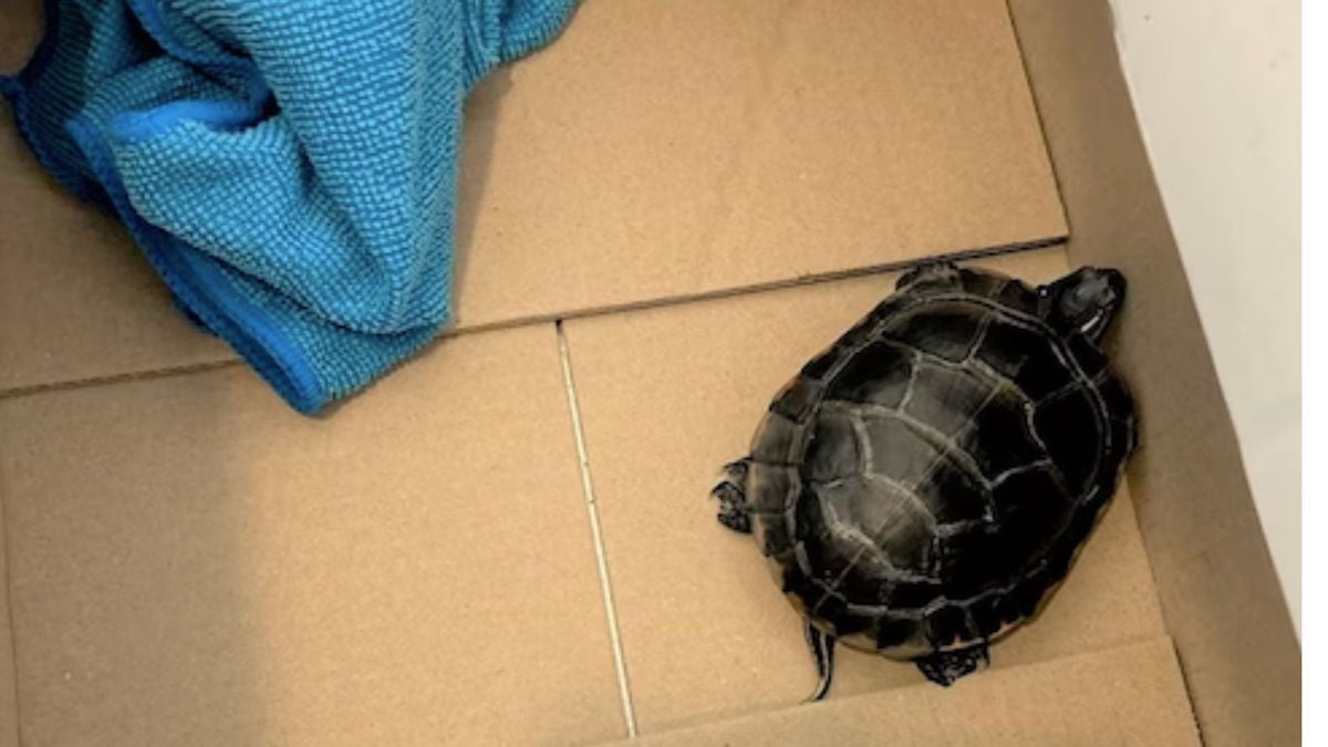 Il fait sonner les portiques de l'aéroport, les agents de sécurité découvrent... une tortue dans son pantalon