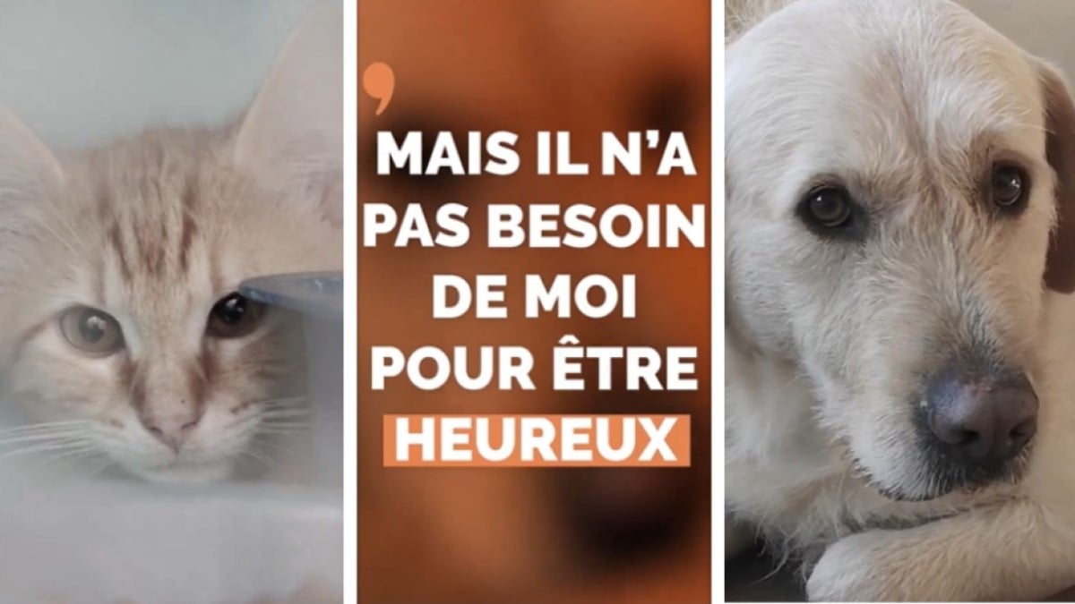 Un animal abandonné toutes les 2 minutes en France, la SPA dévoile une nouvelle vidéo choc avant l'été
