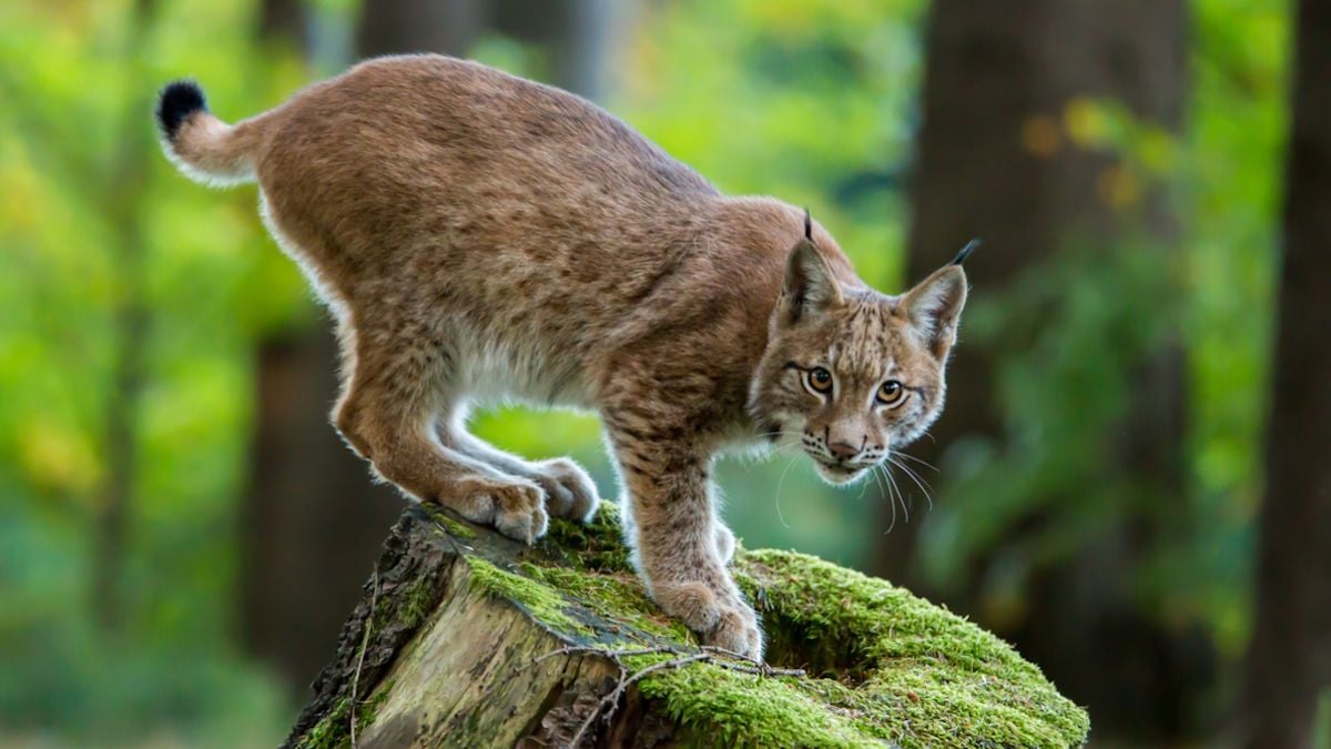 Un lynx en pleine forêt 