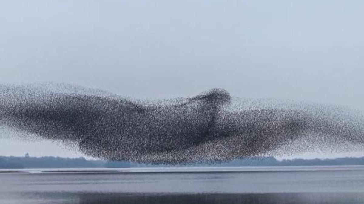 En Irlande, ce photographe capture des murmurations d'oiseaux qui ressemblent à un oiseau géant