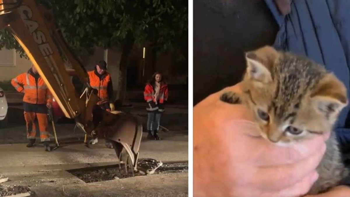 VIDÉO. Des pompiers se mobilisent pendant 8 heures pour sauver un chaton tombé dans les égouts