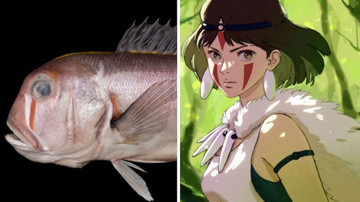 Un poisson des abysses nommé d'après une héroïne de Princesse Mononoké