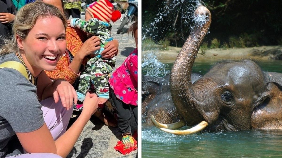 Thaïlande : le gardien de l'éléphant qui a tué une touriste accusé de négligence