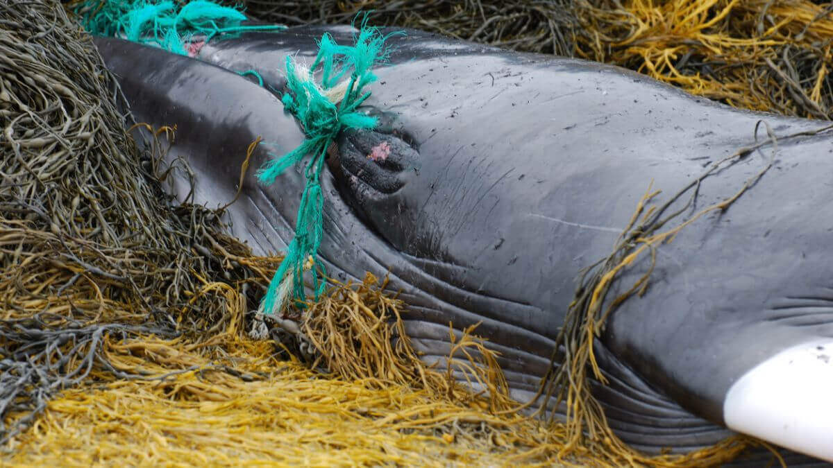 Une baleine de 18 mètres retrouvée à bout de forces, piégée dans plus de 800 kg de filets