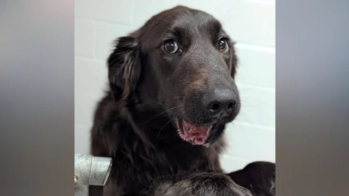 Un passant sauve un chien abandonné alors que des enfants lui lançaient des pierres en pleine rue 