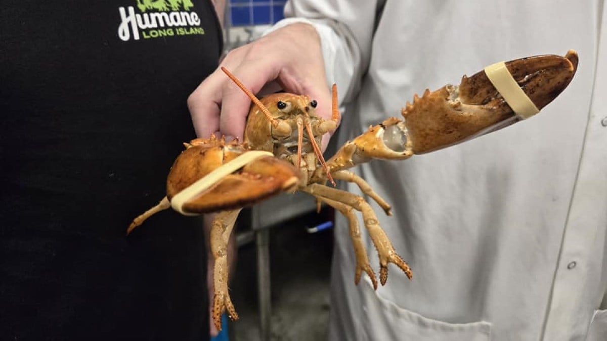 Découvert dans une épicerie, un homard orange extrêmement rare a été relâché dans l'océan