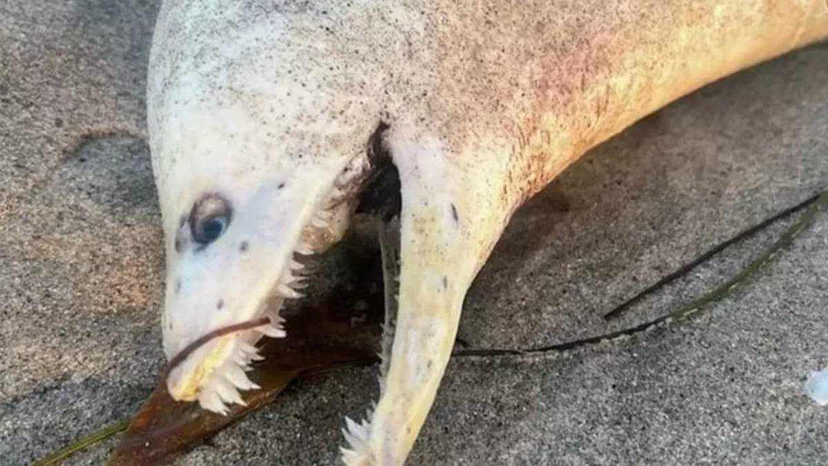 Une créature aux dents tranchantes semblant tout droit sortie d'Alien s'échoue sur une plage 