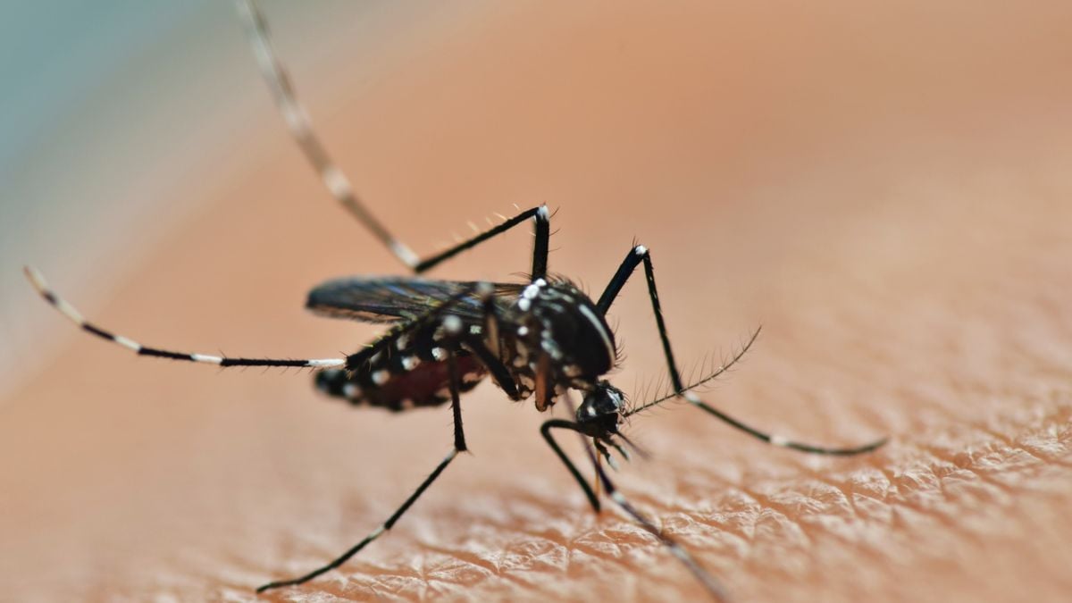 Ce département français en alerte maximale face à une invasion de moustiques tigres 