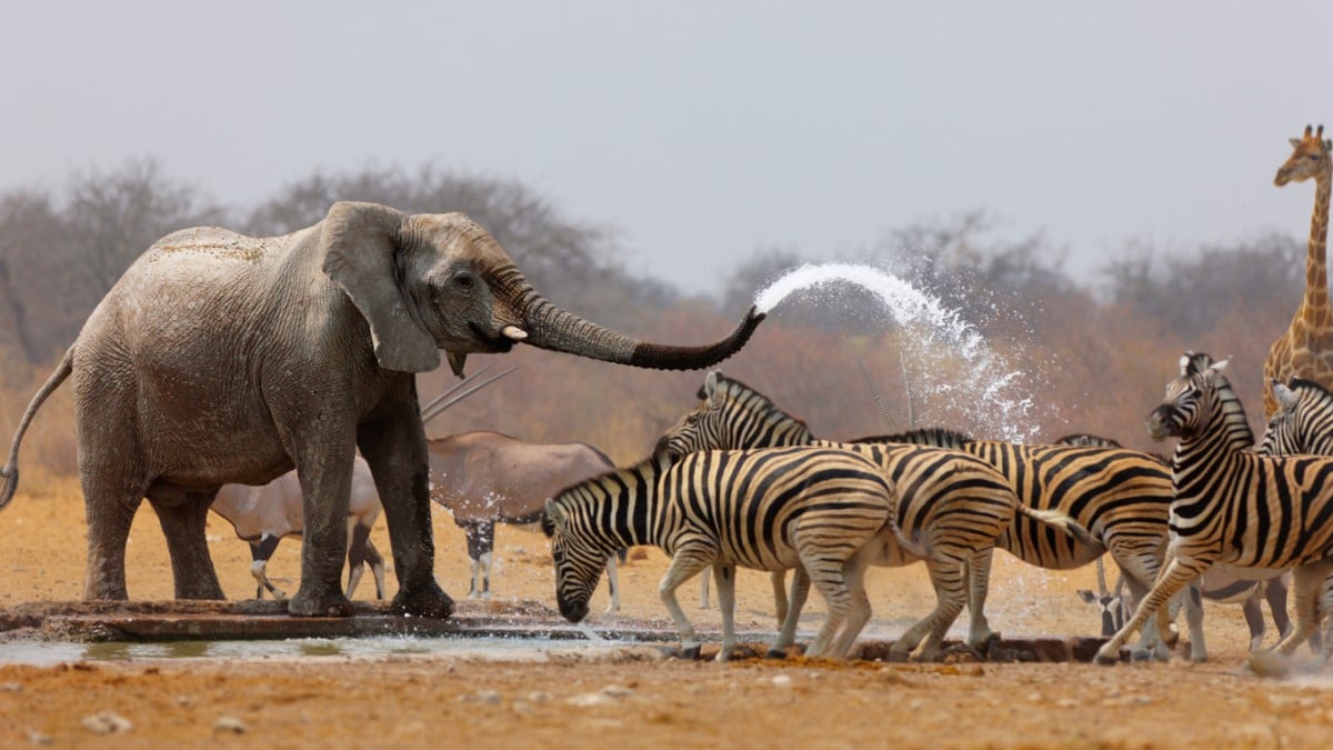 Des éléphants, zèbres et girafes