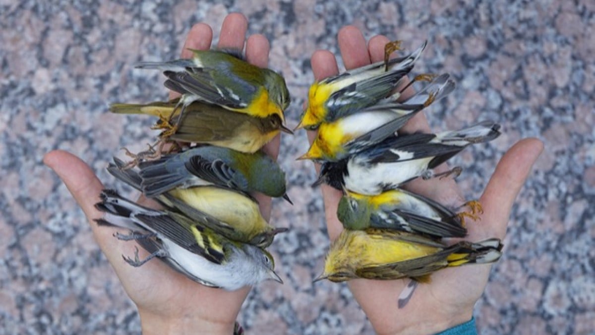 Il remporte le premier prix d'un concours de photographie animalière grâce à des clichés uniques