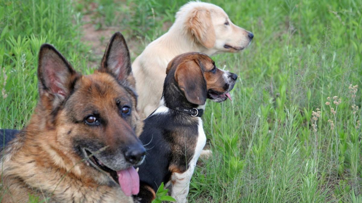 Différentes races de chien