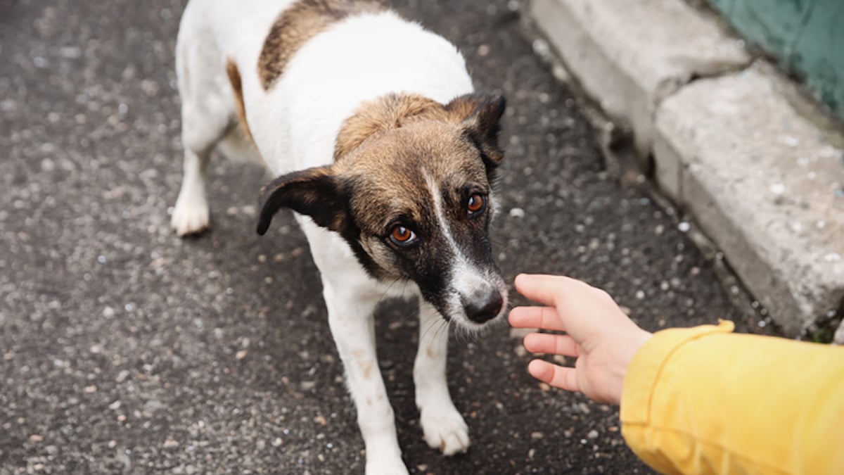 Un chien abandonné