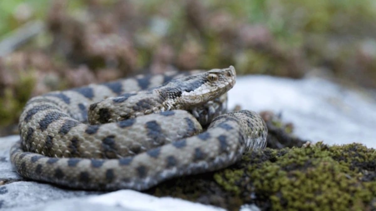 Alors qu'il fait une sieste seul en montagne, il se fait mordre par une vipère aspic