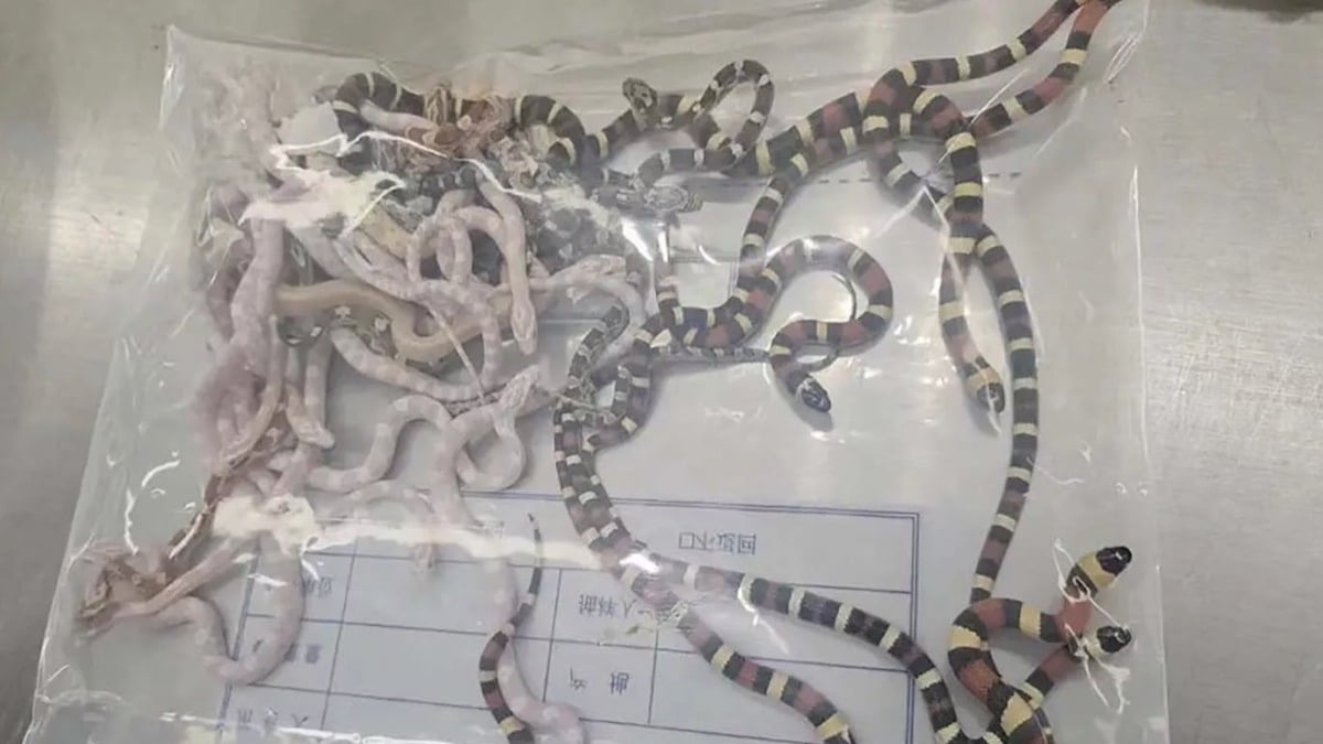 En Chine, un homme est arrêté à la douane avec 100 serpents cachés... dans son pantalon