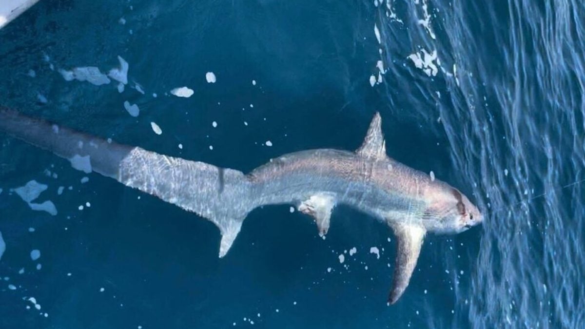 Un requin renard pêché à Palavas-les-Flots