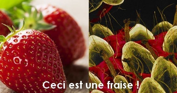 19 aliments photographiés au microscope : préparez-vous au choc ! Alors, toujours envie de manger des fraises ?