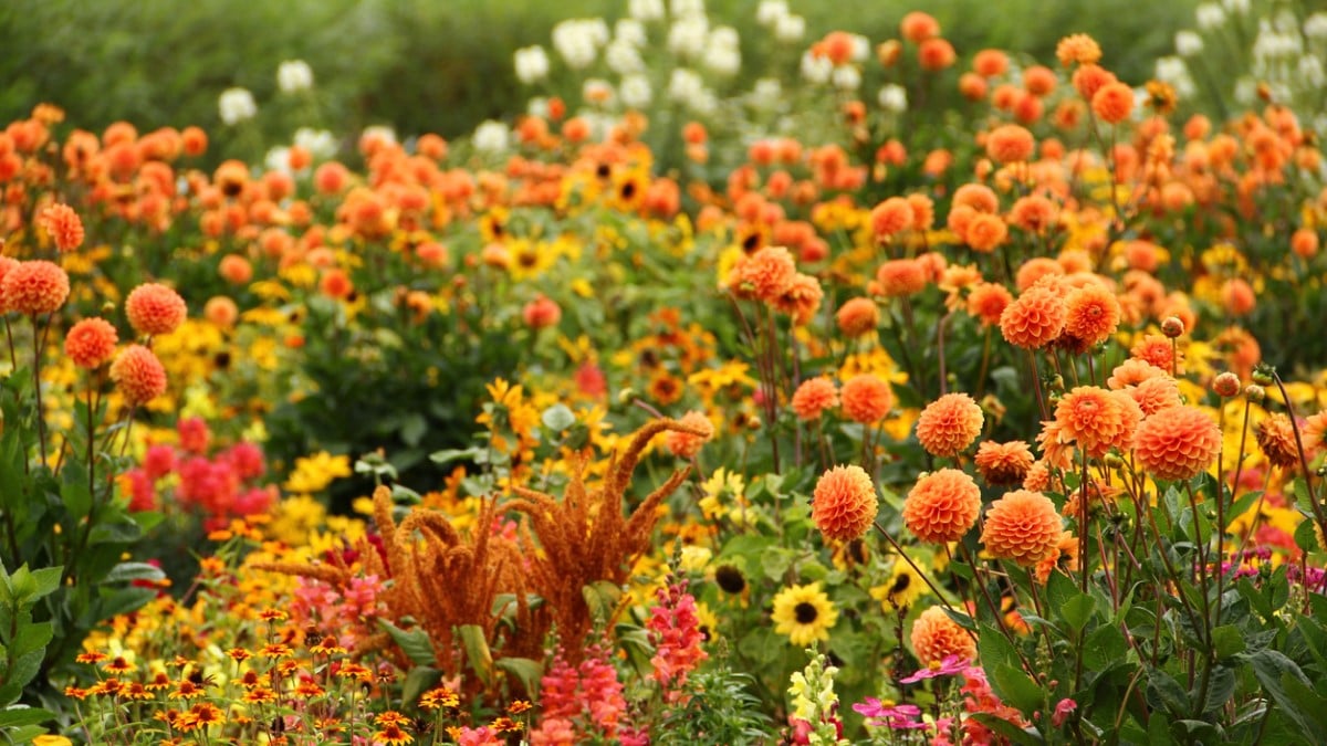 8 fleurs à planter dès maintenant pour avoir un jardin fleuri tout l'automne 