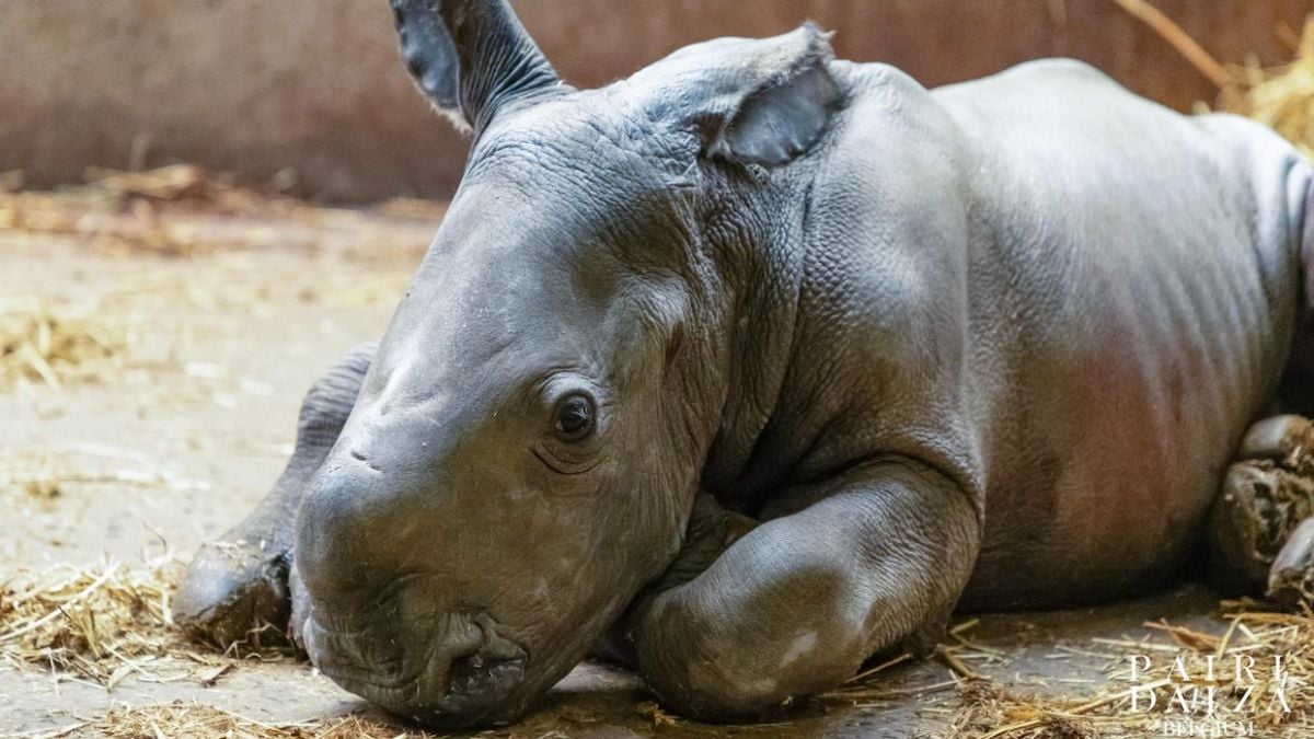 Un adorable bébé rhinocéros blanc est né en Belgique, un événement rare et précieux pour cette espèce menacée 