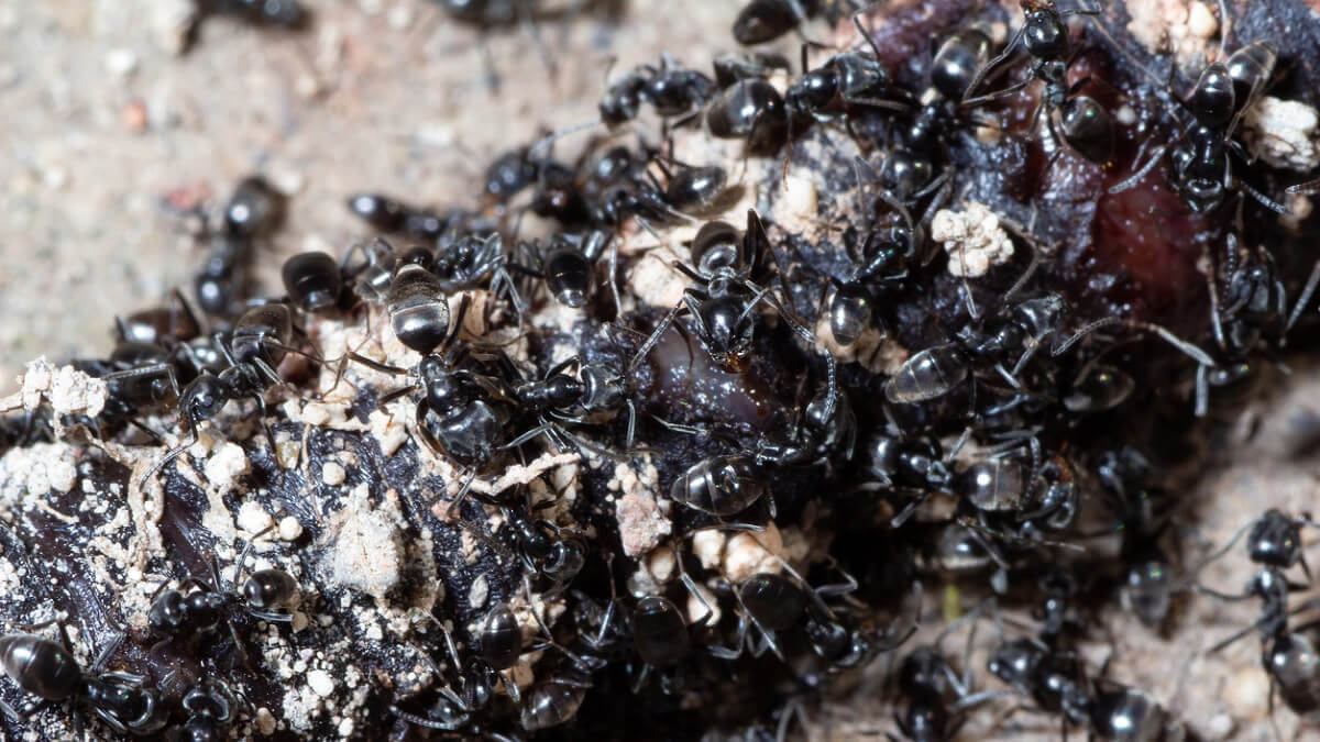 La France envahie par une nouvelle espèce de fourmi dévastatrice, il est «quasiment impossible de s'en débarrasser»