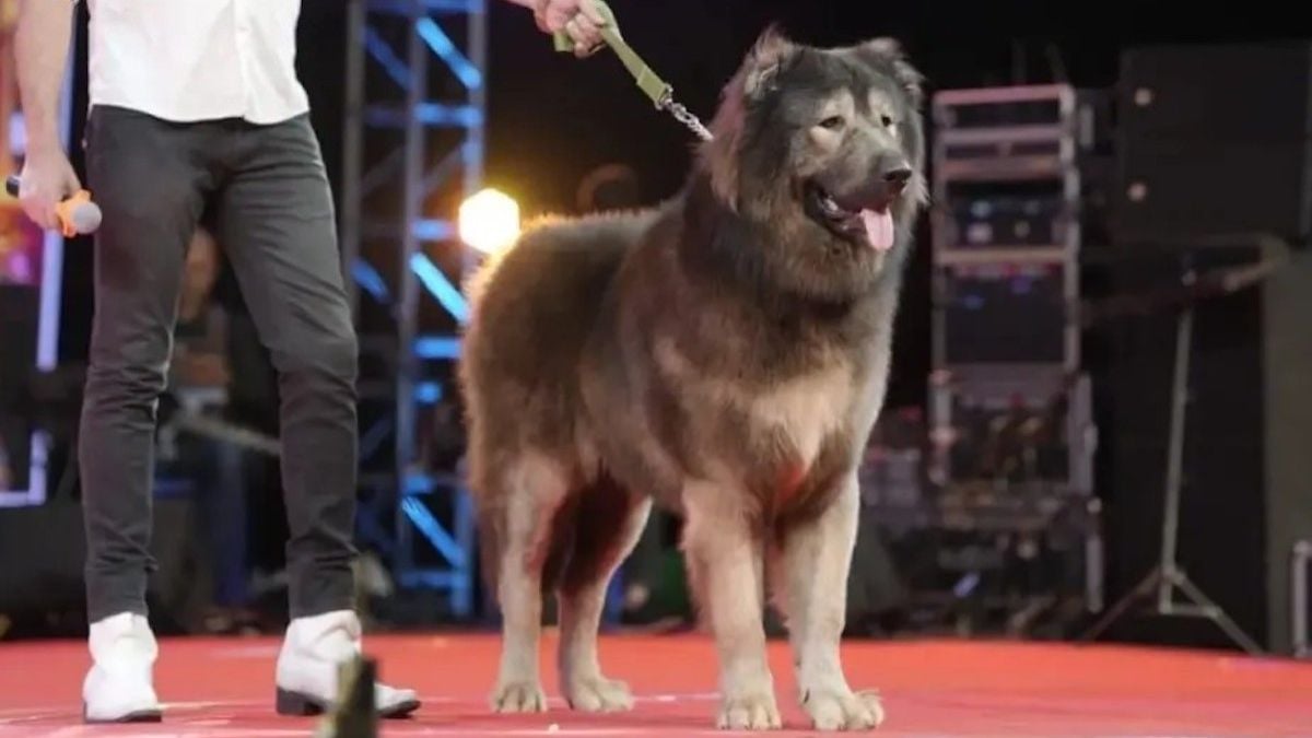 Okami, le chien le plus cher au monde 