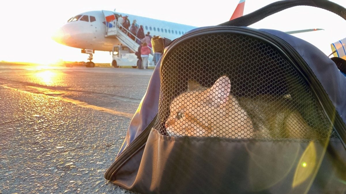 Oublié dans la soute d'un avion par le personnel, un chat fait trois voyages entre la Nouvelle-Zélande et l'Australie