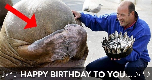 Ces 27 animaux passent un meilleur anniversaire que vous : ne soyez pas jaloux !