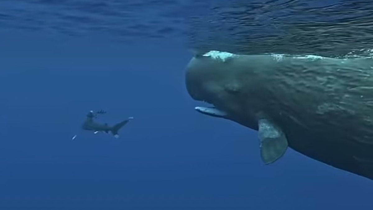 Vidéo : deux cachalots protègent un plongeur de l'attaque d'un requin