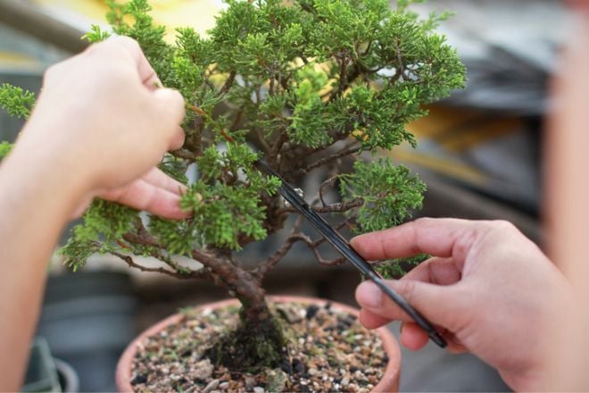 Le bonsaï : une plante japonaise
