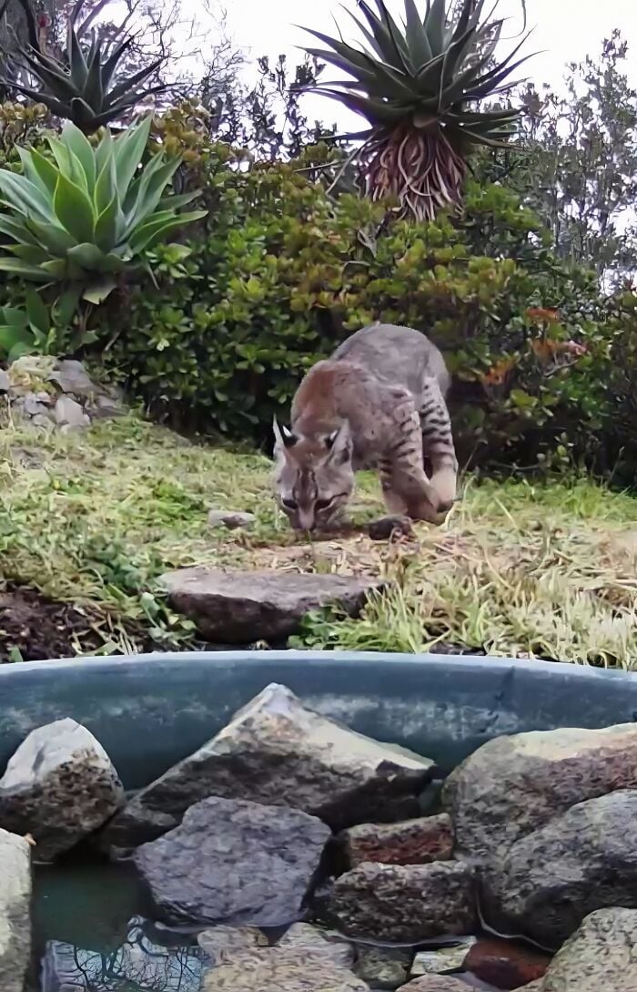 Un lynx au bord de l'eau.