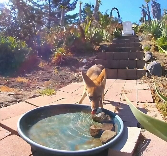 Un canidé boit de l'eau.