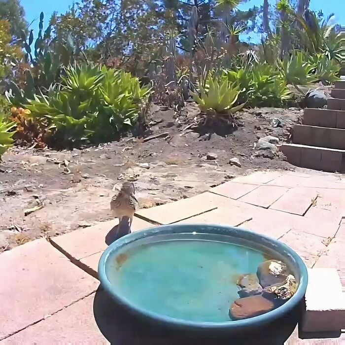 Un oiseau s'approchant de la gamelle d'eau