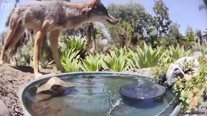 Un coyote s'aventure près de l'eau